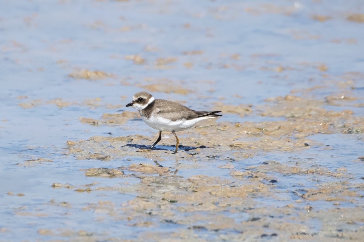Common Ringed Plover - ML619818250