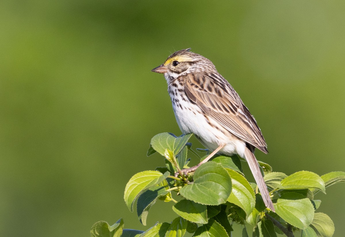 Savannah Sparrow - ML619818252