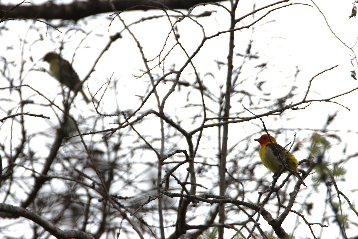 Western Tanager - ML619818254