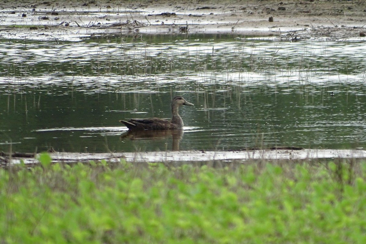 American Black Duck - ML619818264