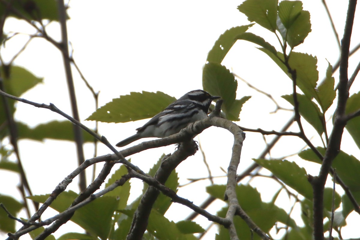 Black-throated Gray Warbler - ML619818266