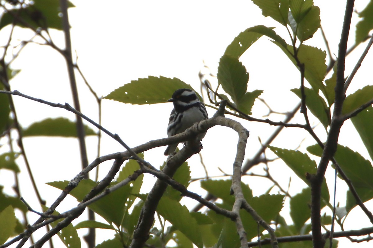 Black-throated Gray Warbler - ML619818283