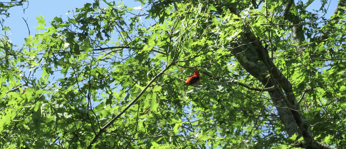 Scarlet Tanager - ML619818288