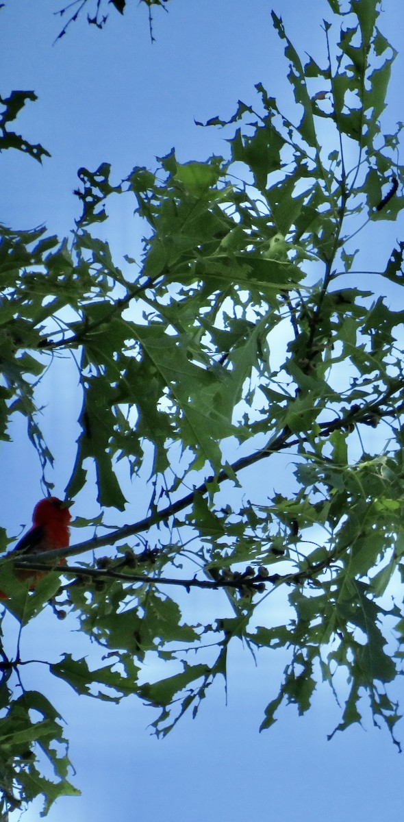 Scarlet Tanager - ML619818290