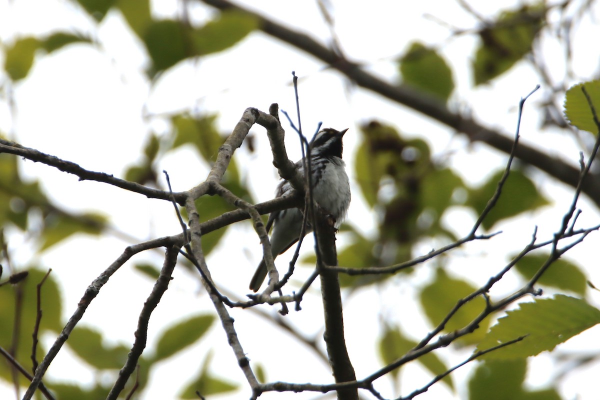 Black-throated Gray Warbler - ML619818294