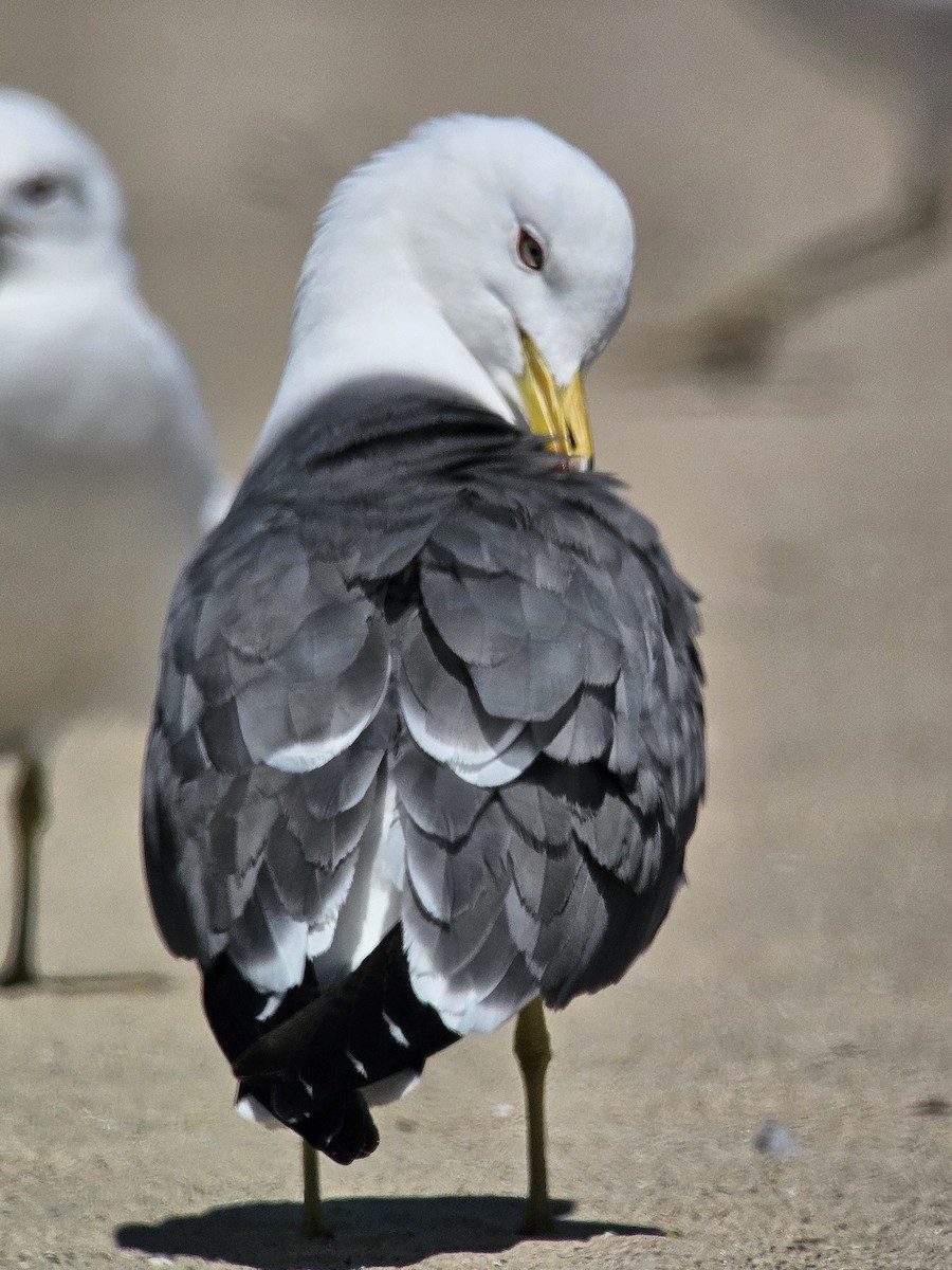 Black-tailed Gull - ML619818300