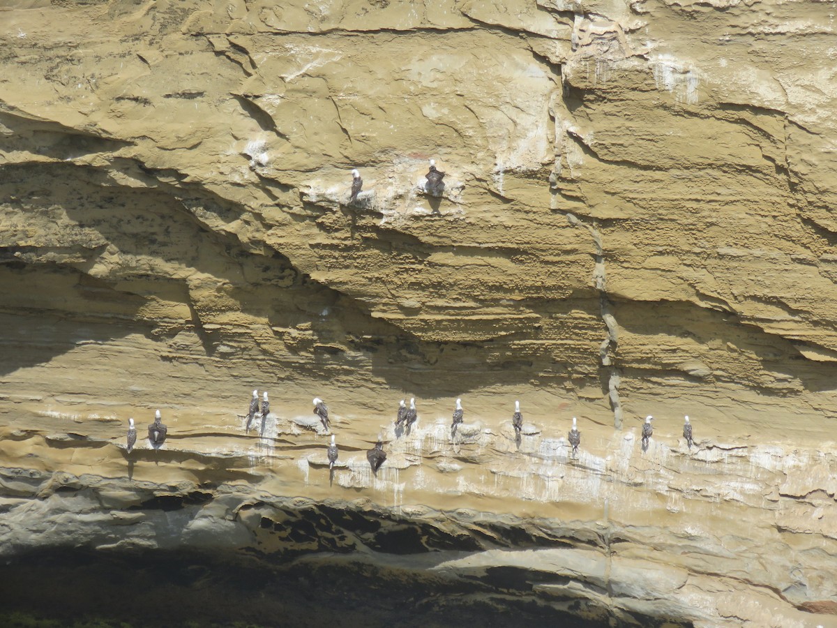 Peruvian Booby - ML619818303