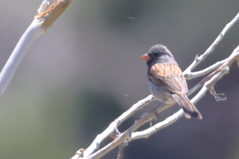 Black-chinned Sparrow - ML619818305