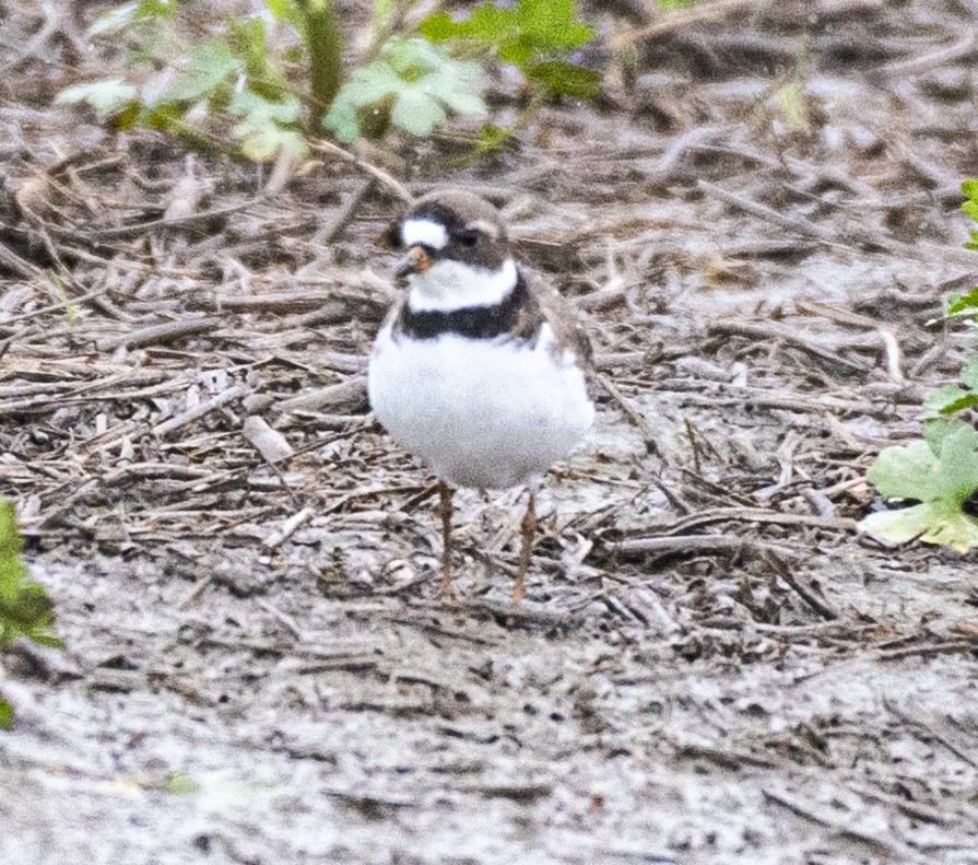 Semipalmated Plover - ML619818312