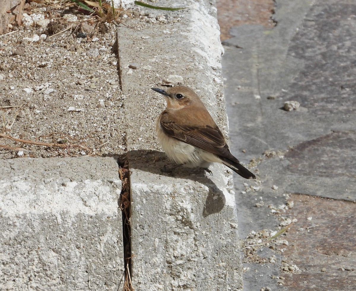 Western/Eastern Black-eared Wheatear - ML619818329