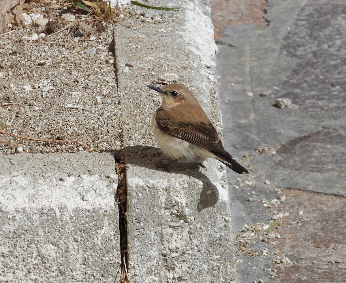 Western Black-eared Wheatear - ML619818329