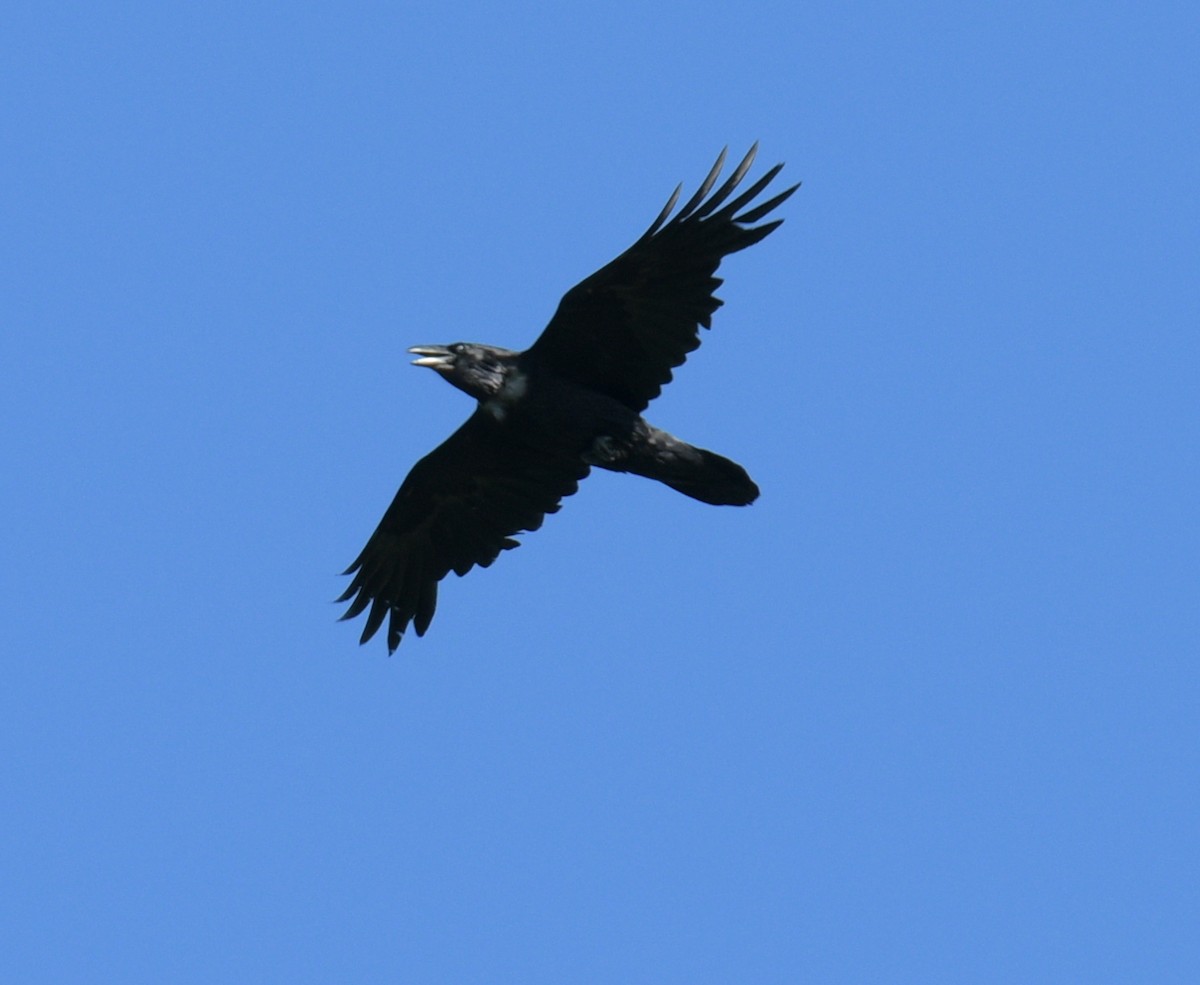 Common Raven - ML619818338