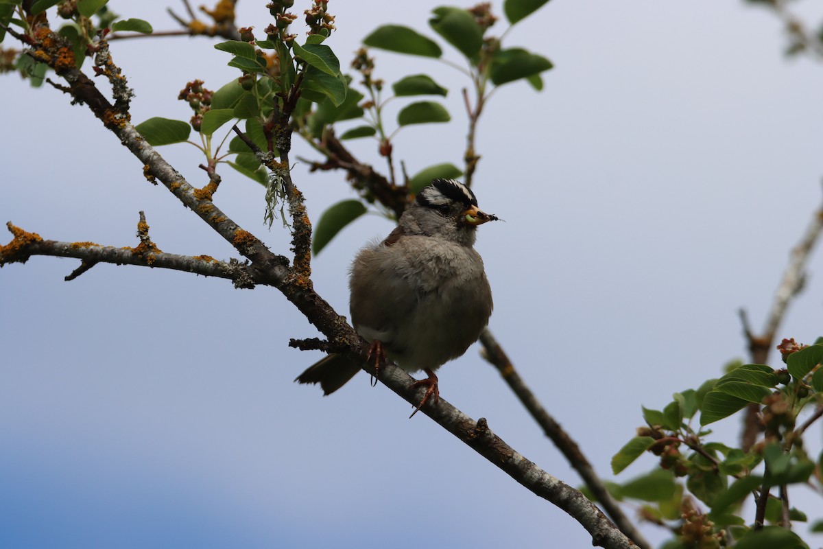 White-crowned Sparrow - ML619818346