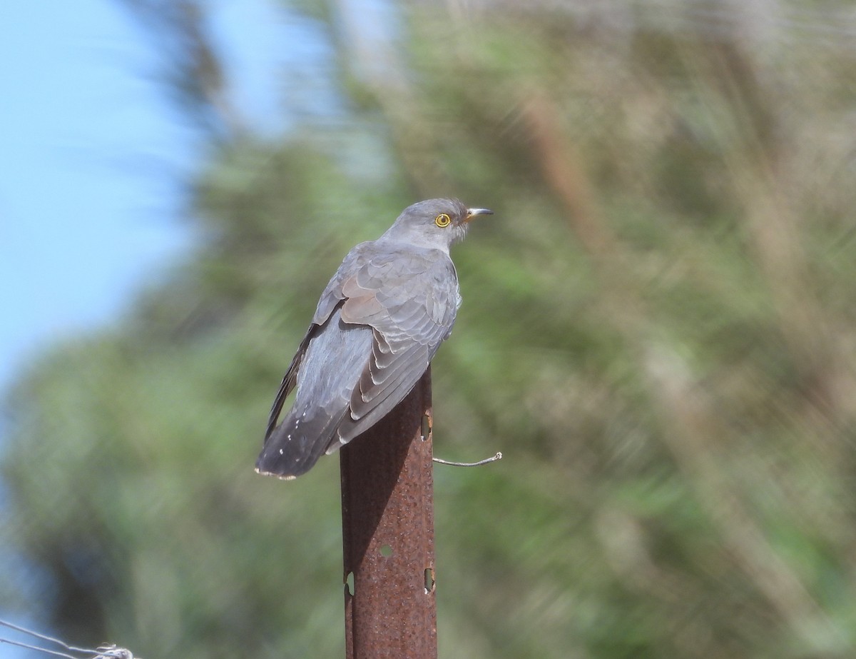 Common Cuckoo - ML619818347
