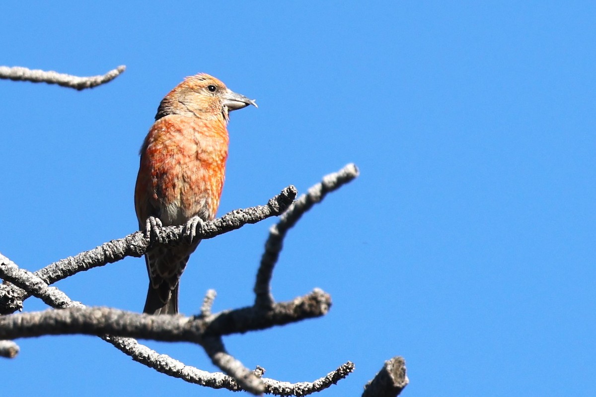 Red Crossbill - ML619818355