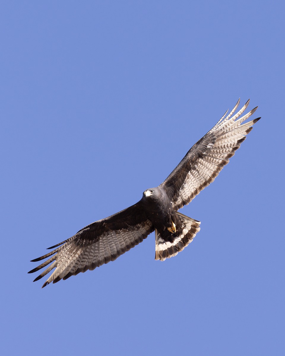 Zone-tailed Hawk - ML619818364