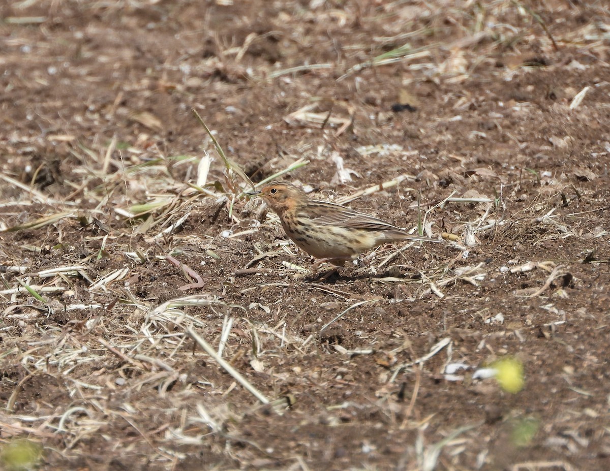 Red-throated Pipit - ML619818365
