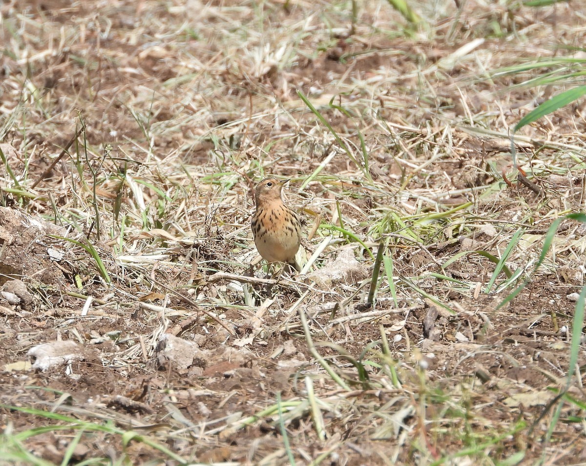Red-throated Pipit - ML619818366