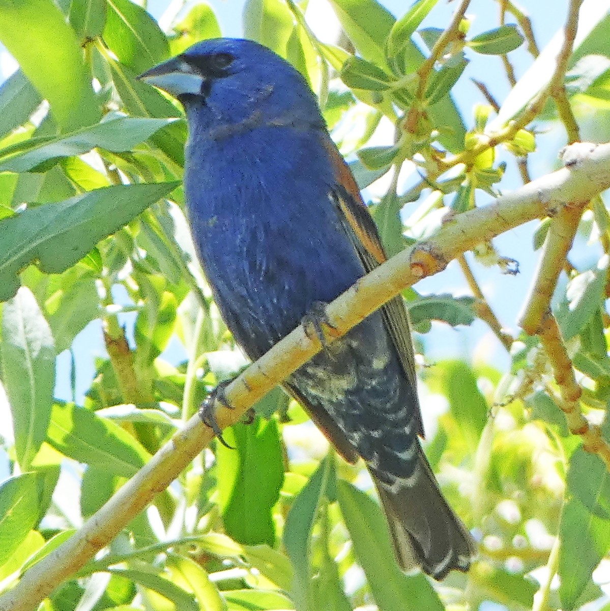 Blue Grosbeak - ML619818373