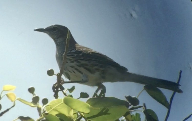 Bahama Mockingbird - ML619818377