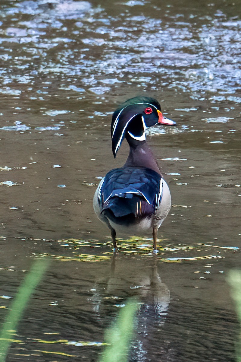 Wood Duck - ML619818382