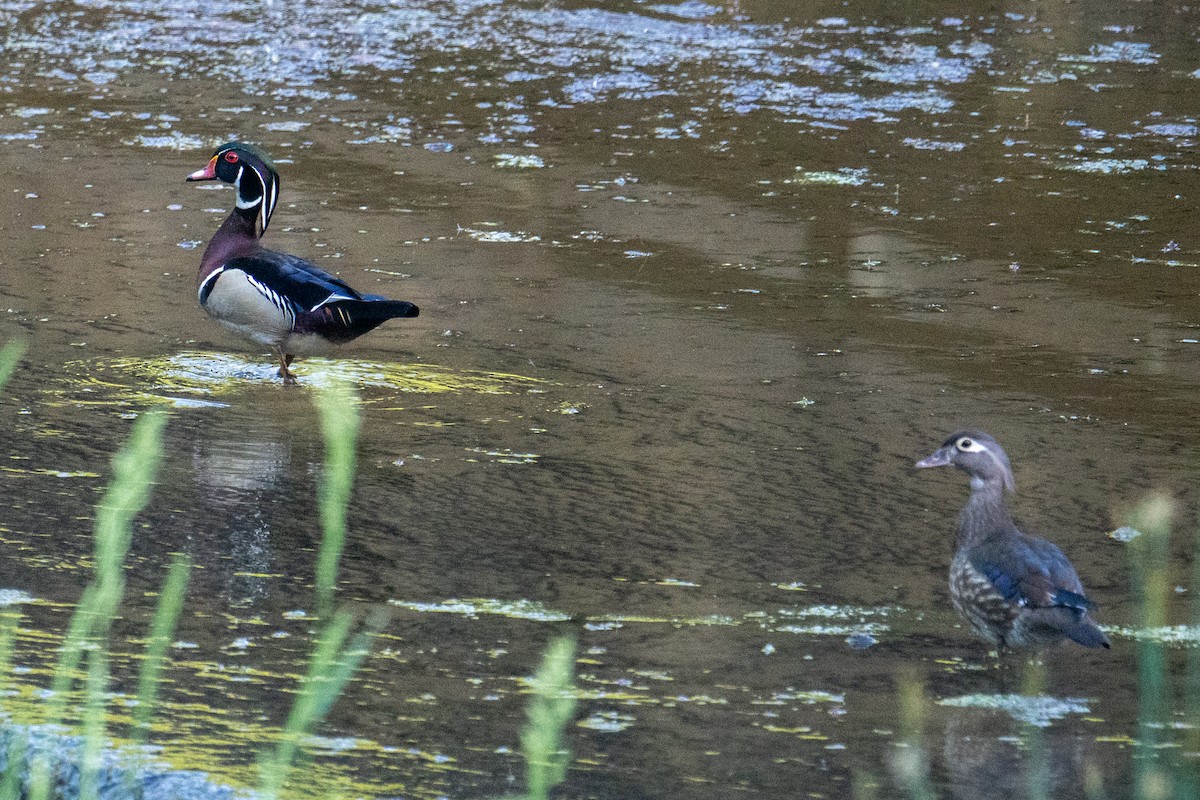 Wood Duck - ML619818385