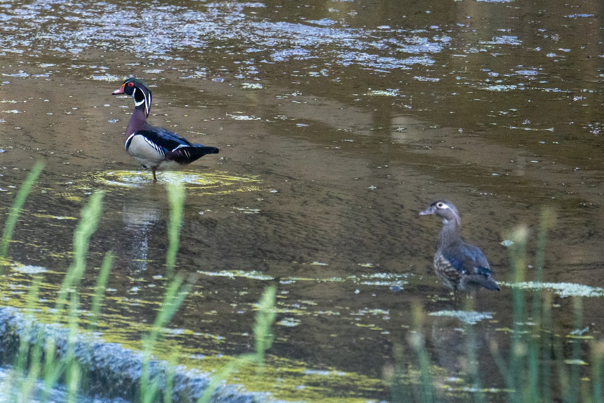 Wood Duck - ML619818386