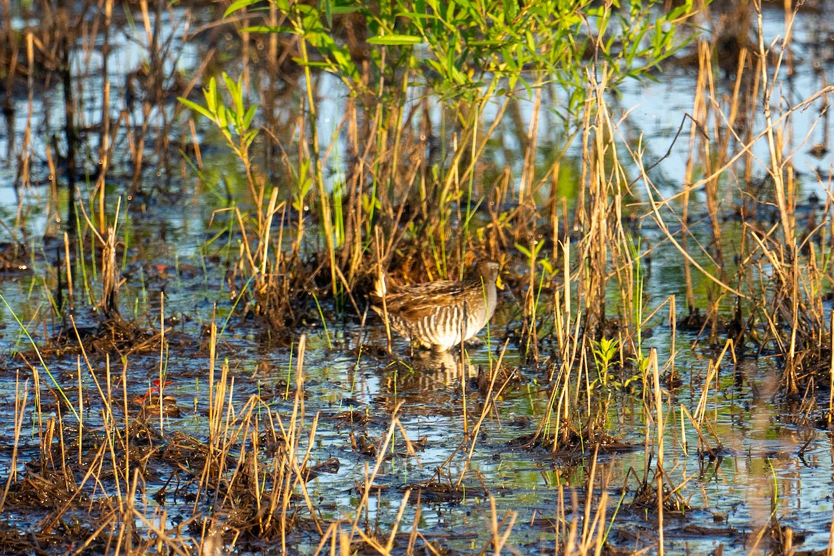 Carolinasumpfhuhn - ML619818391