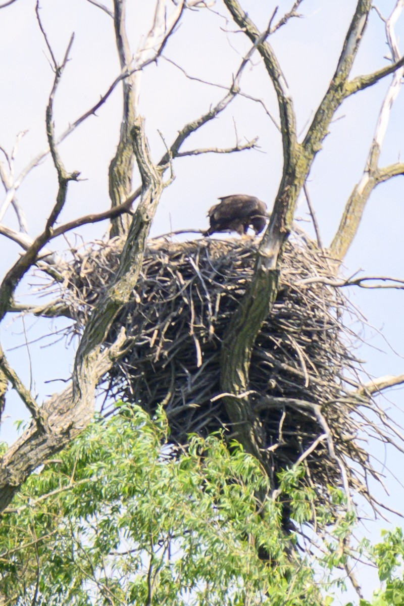 Bald Eagle - ML619818401