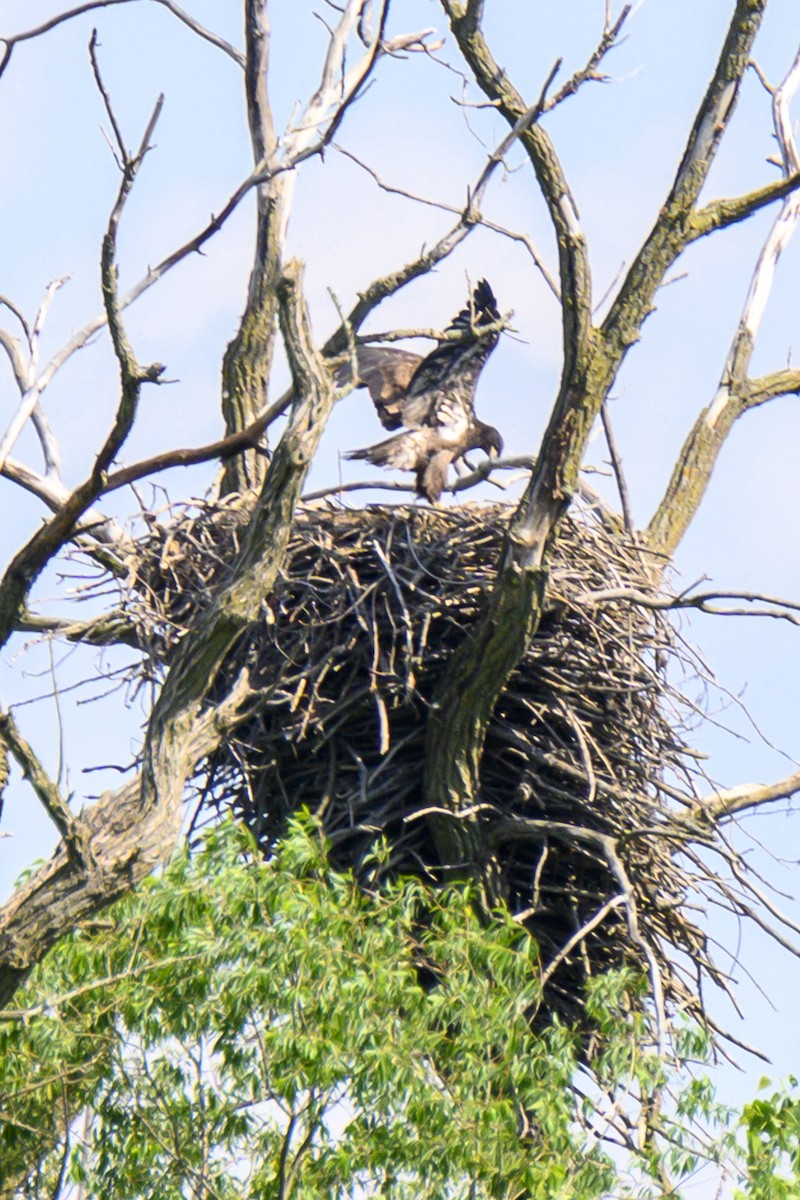 Weißkopf-Seeadler - ML619818406