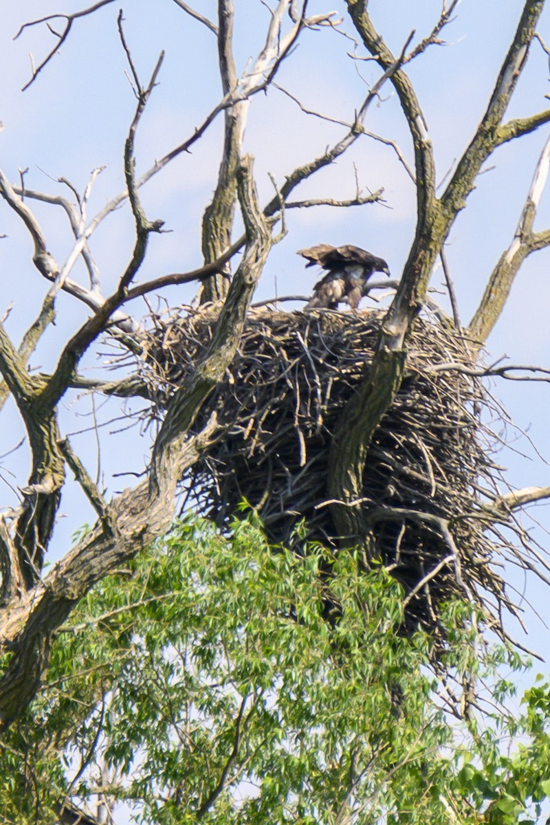 Bald Eagle - ML619818412