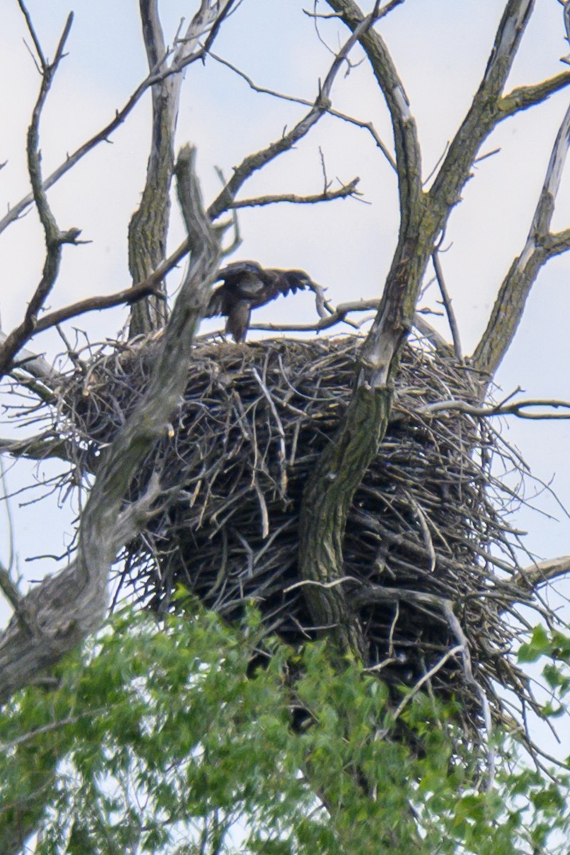 Bald Eagle - ML619818418