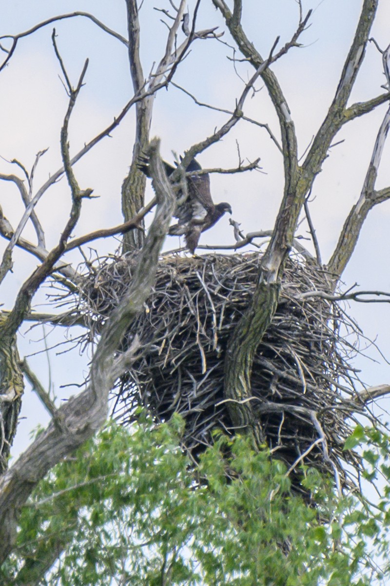 Bald Eagle - ML619818430