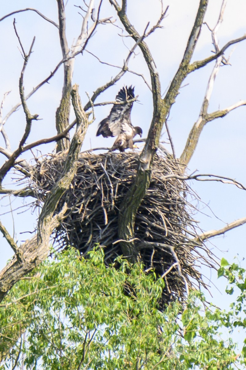 Bald Eagle - ML619818432