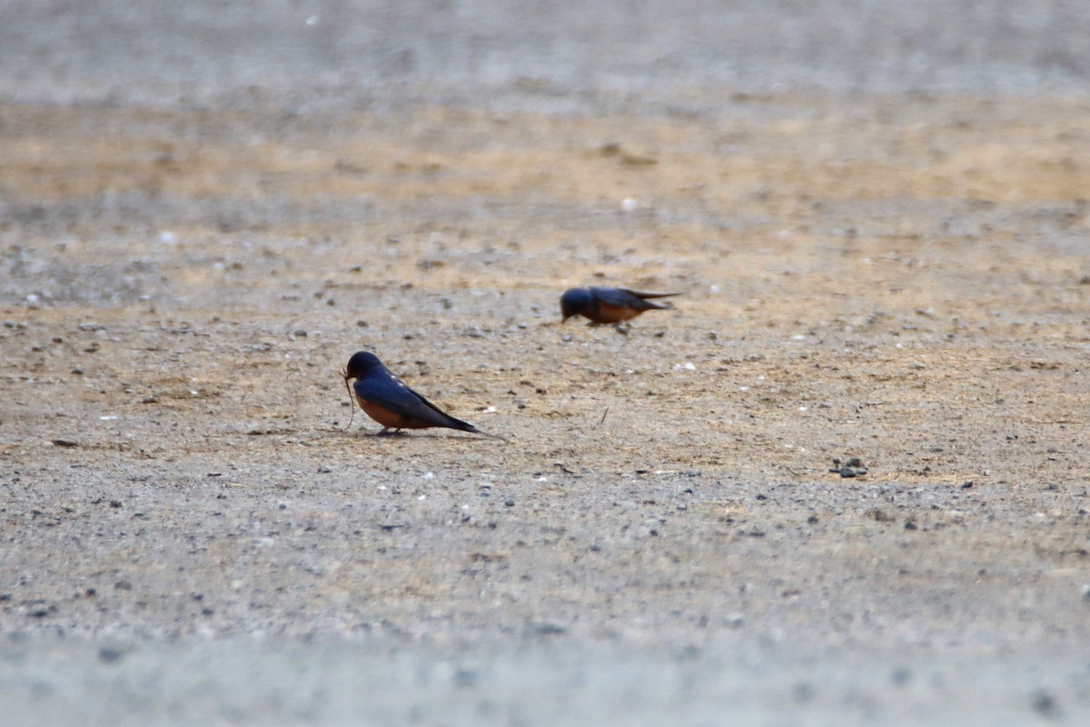 Golondrina Común - ML619818435