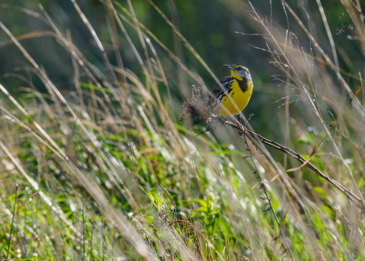 Eastern Meadowlark - Edward Jay Rehm