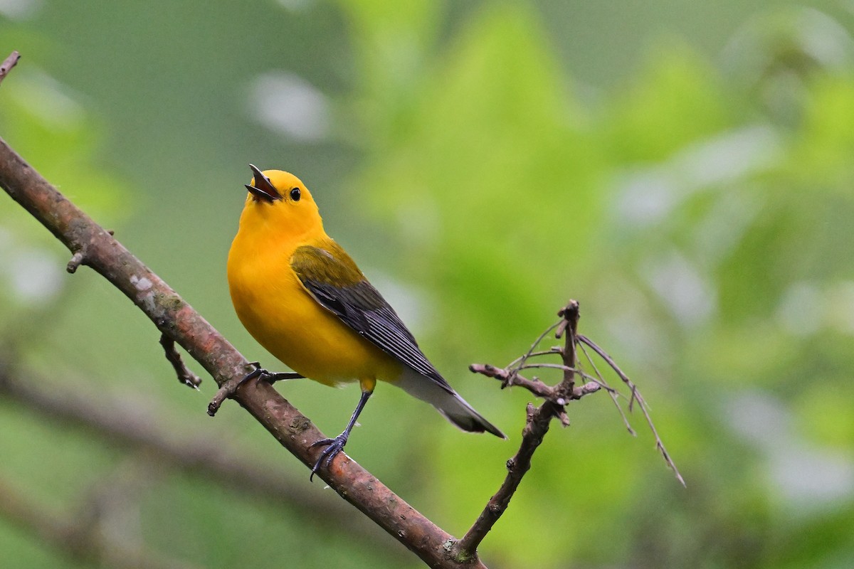 Prothonotary Warbler - ML619818438
