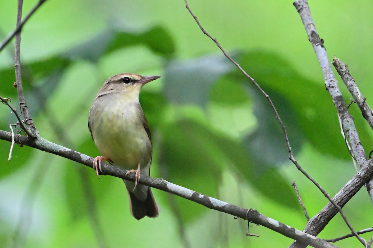 Swainson's Warbler - ML619818443