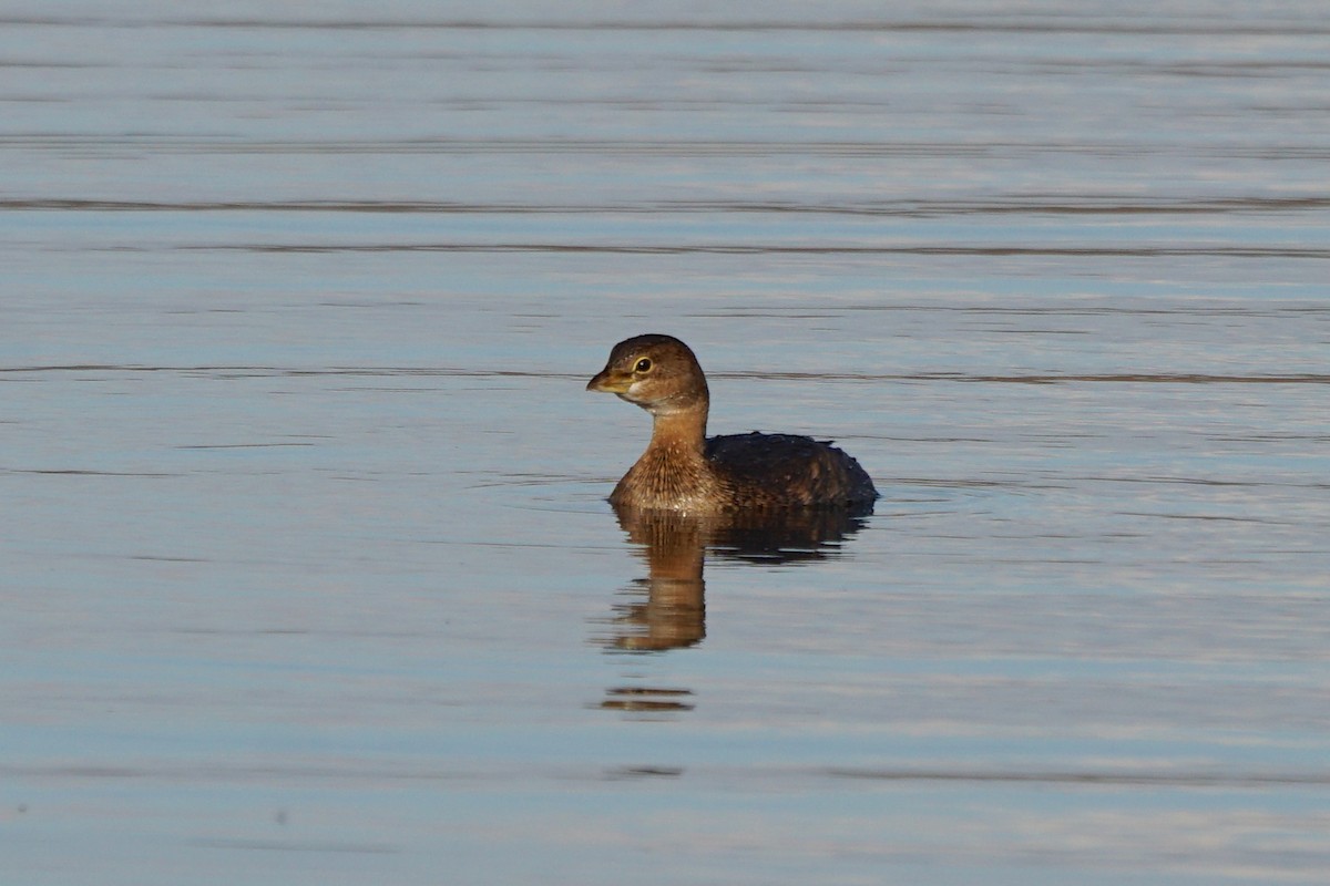 Pied-billed Grebe - ML619818445