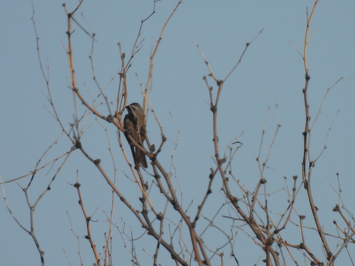 Black-throated Sparrow - ML619818454