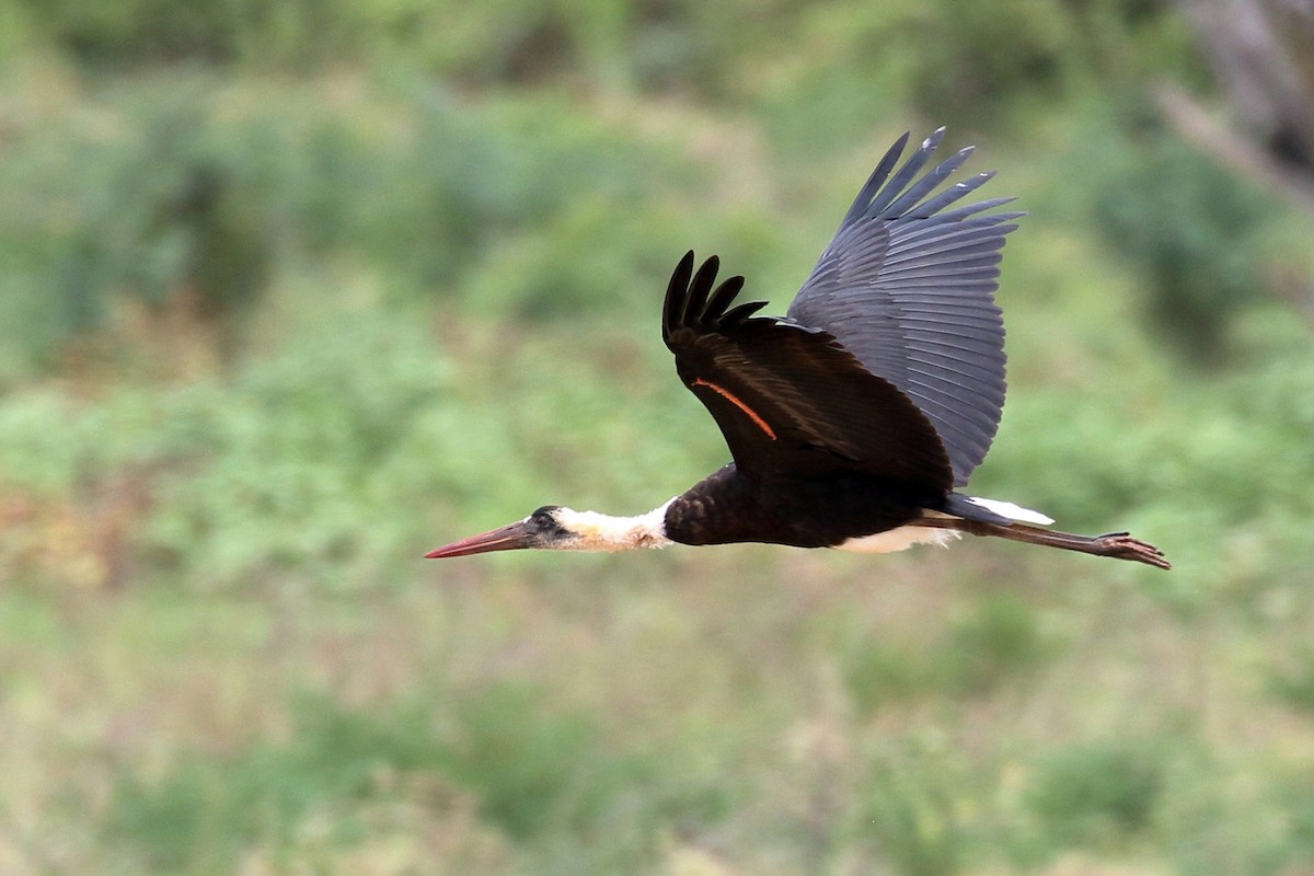 African Woolly-necked Stork - ML619818456