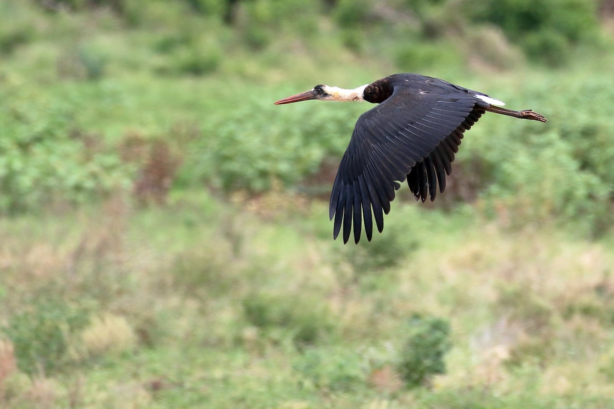 African Woolly-necked Stork - ML619818457