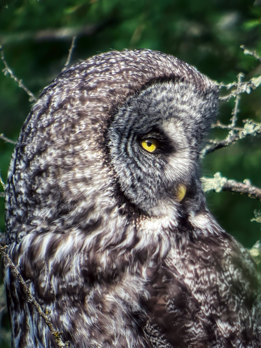 Great Gray Owl - ML619818460