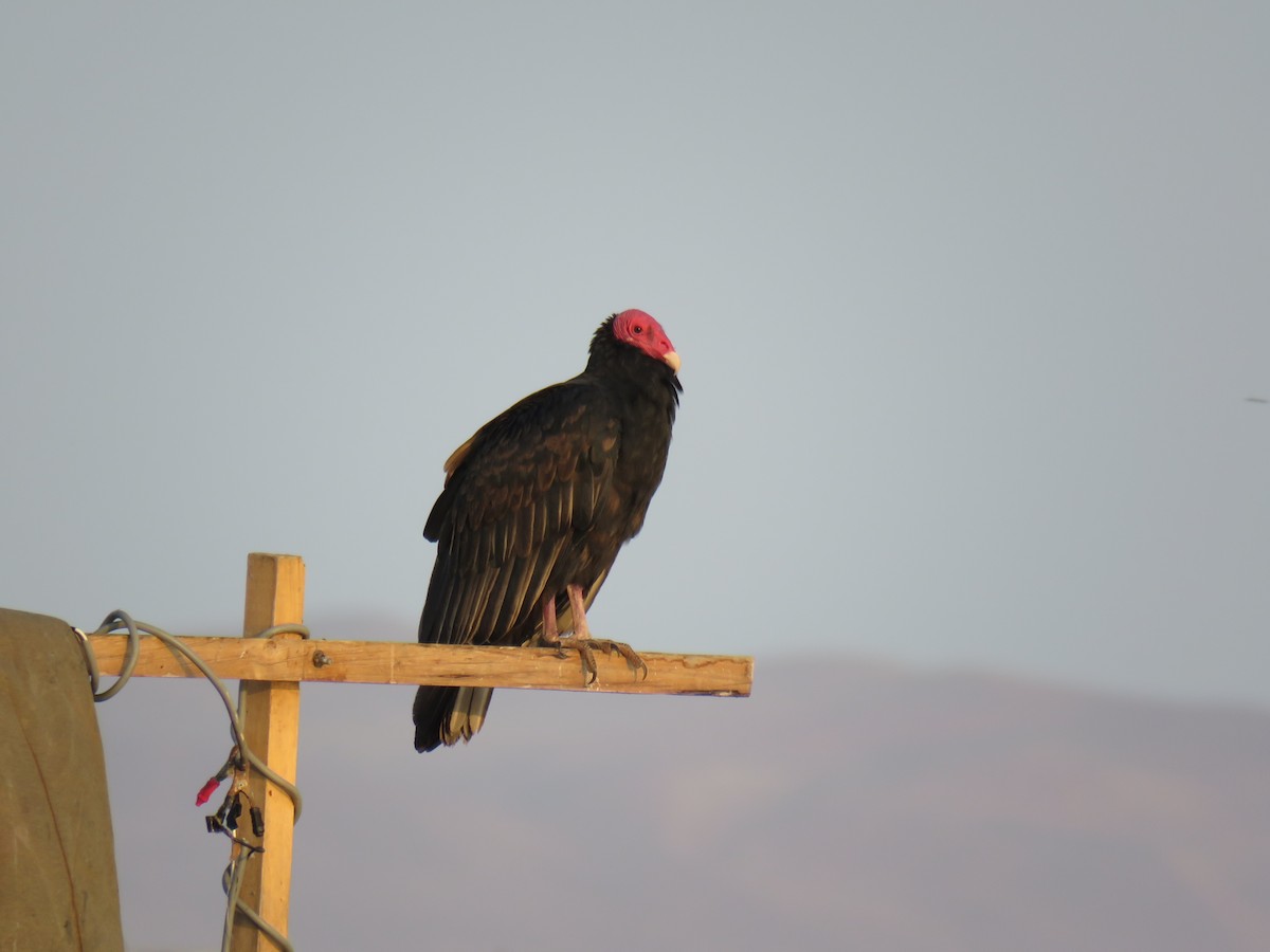 Turkey Vulture - ML619818461