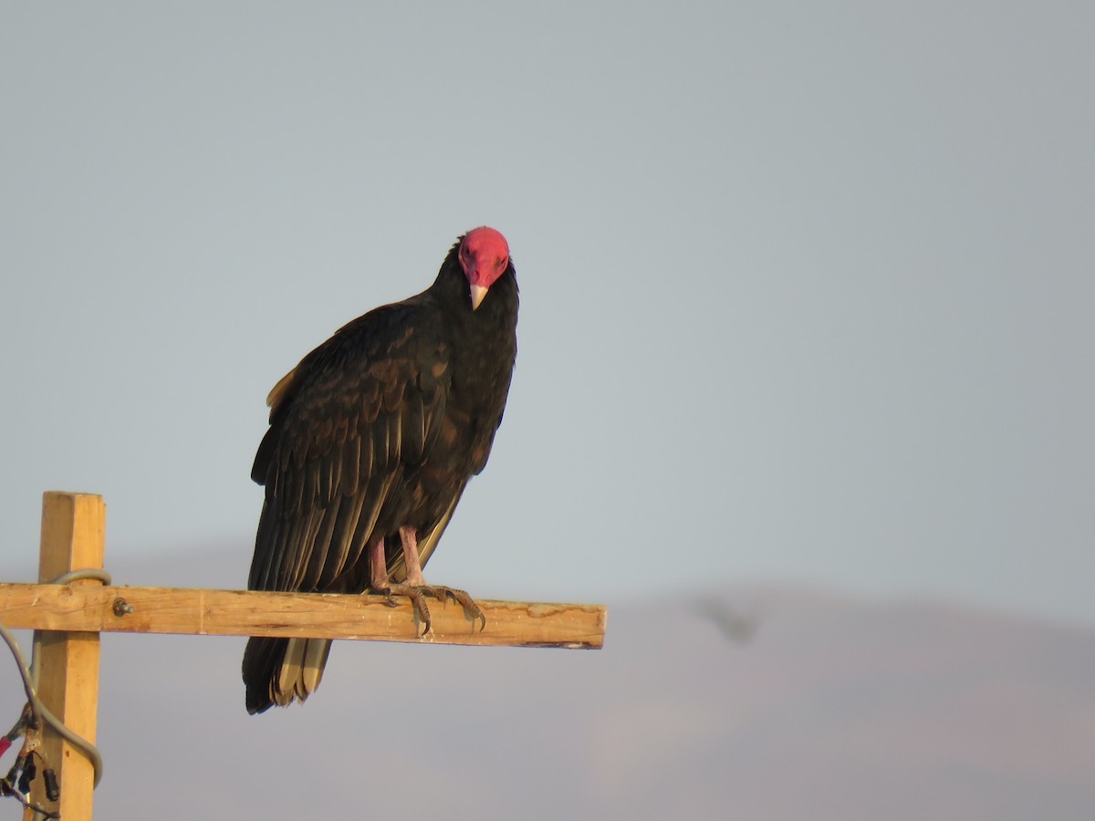 Turkey Vulture - ML619818500