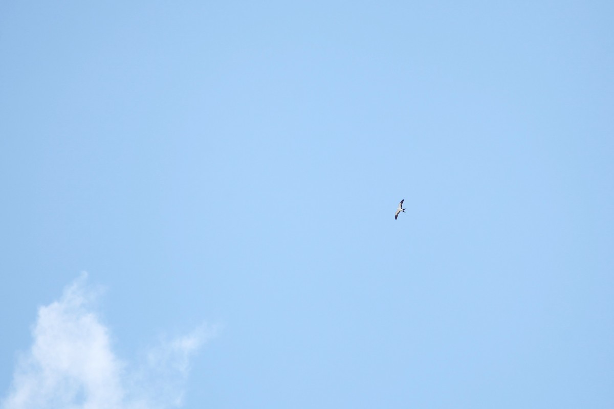 Swallow-tailed Kite - ML619818505