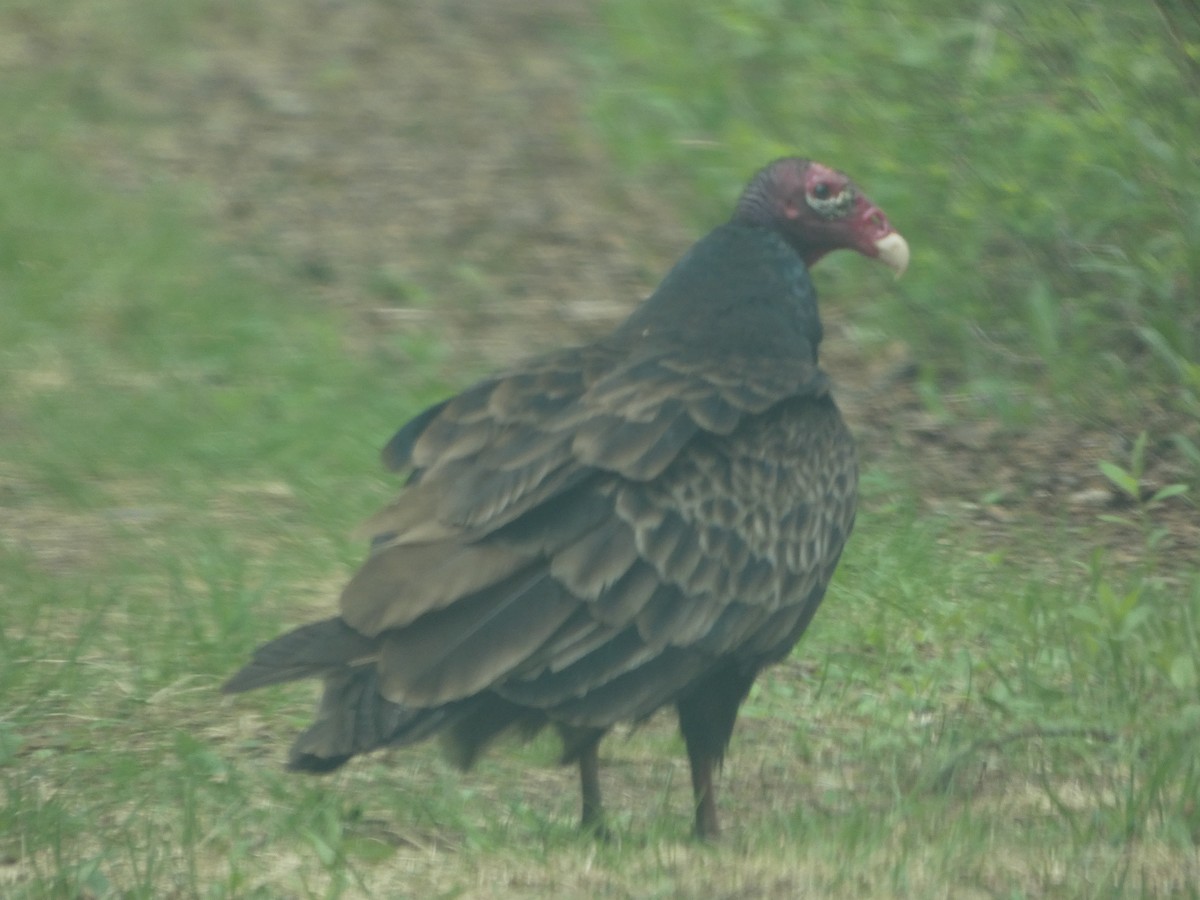 Turkey Vulture - ML619818511