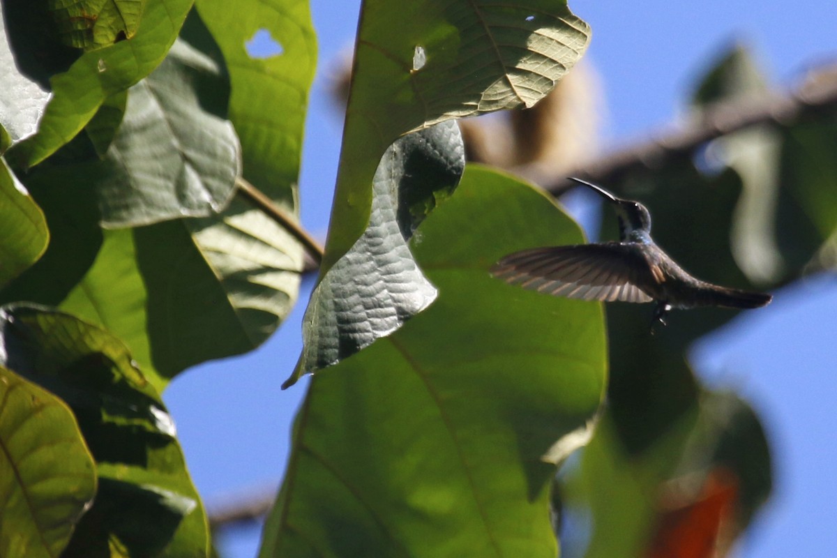 kolibřík panamský - ML619818512