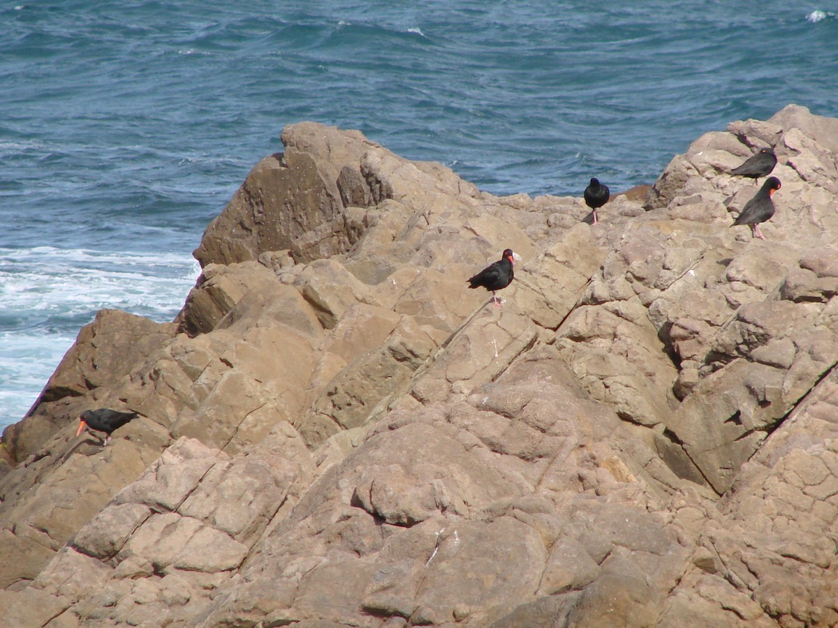 Sooty Oystercatcher - ML619818513