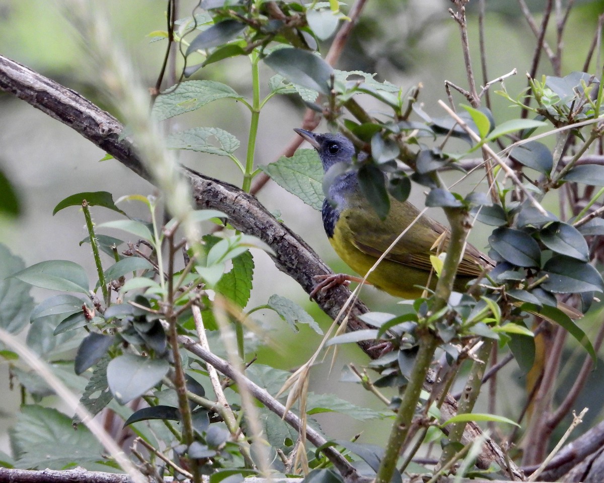 Mourning Warbler - ML619818515